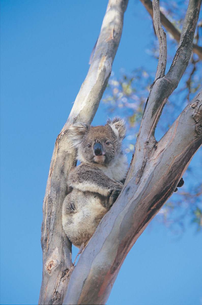 Resident Koala - GALLERY.jpg